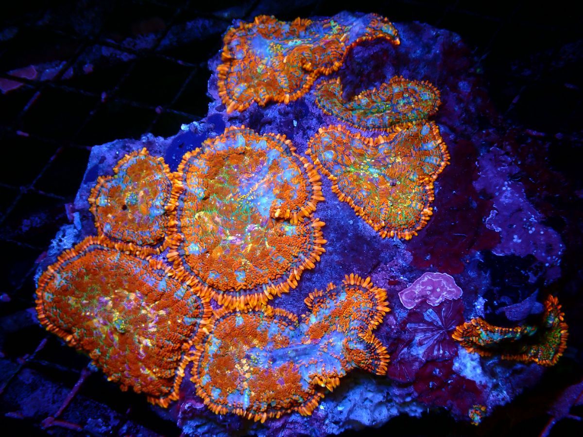 Rhodactis Single 1 to 1.1/2"