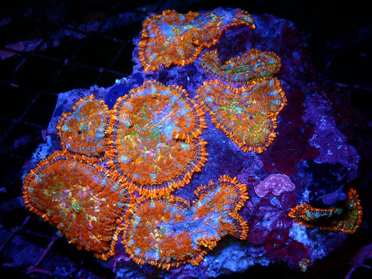 Rhodactis Single 1 to 1.1/2"