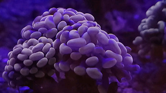 Pink, Orange, Blue Stem Hammer