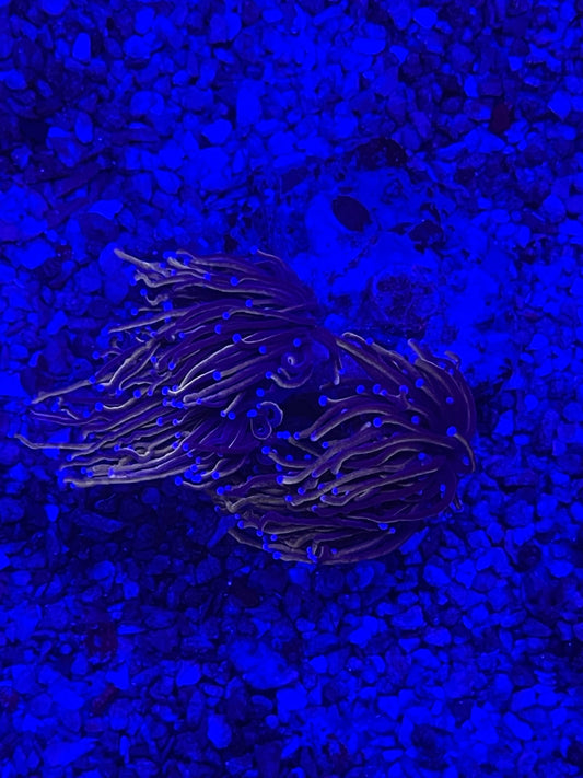 Torchs Indo Dark Orange/ Blue - Blue Tips - Single Head