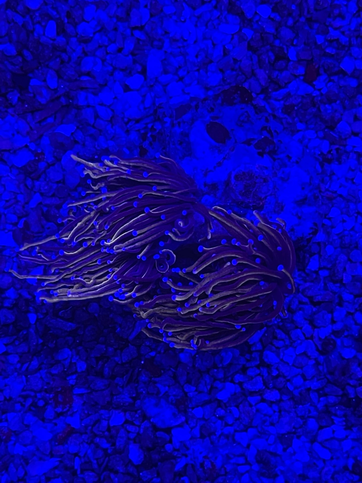 Torchs Indo Dark Orange/ Blue - Blue Tips - Single Head