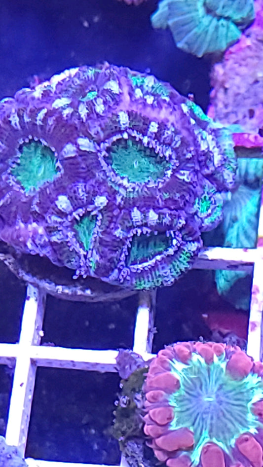 Winter Green Acan