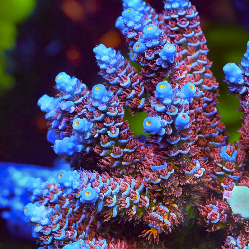 Small Polyp Stony Corals