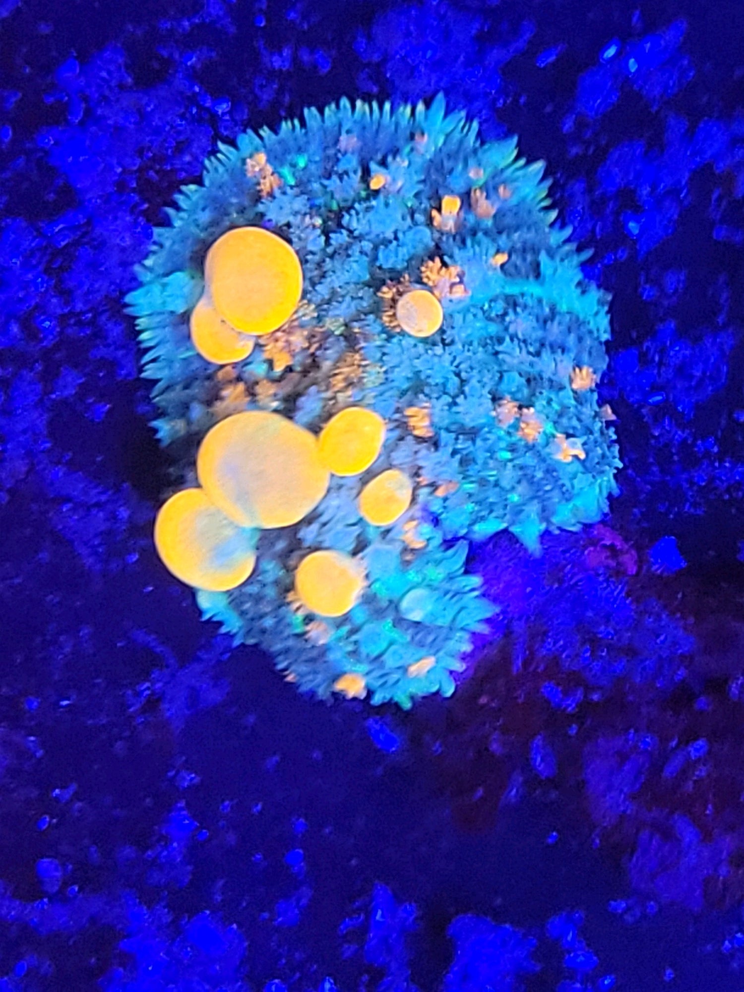 Mushroom Corals