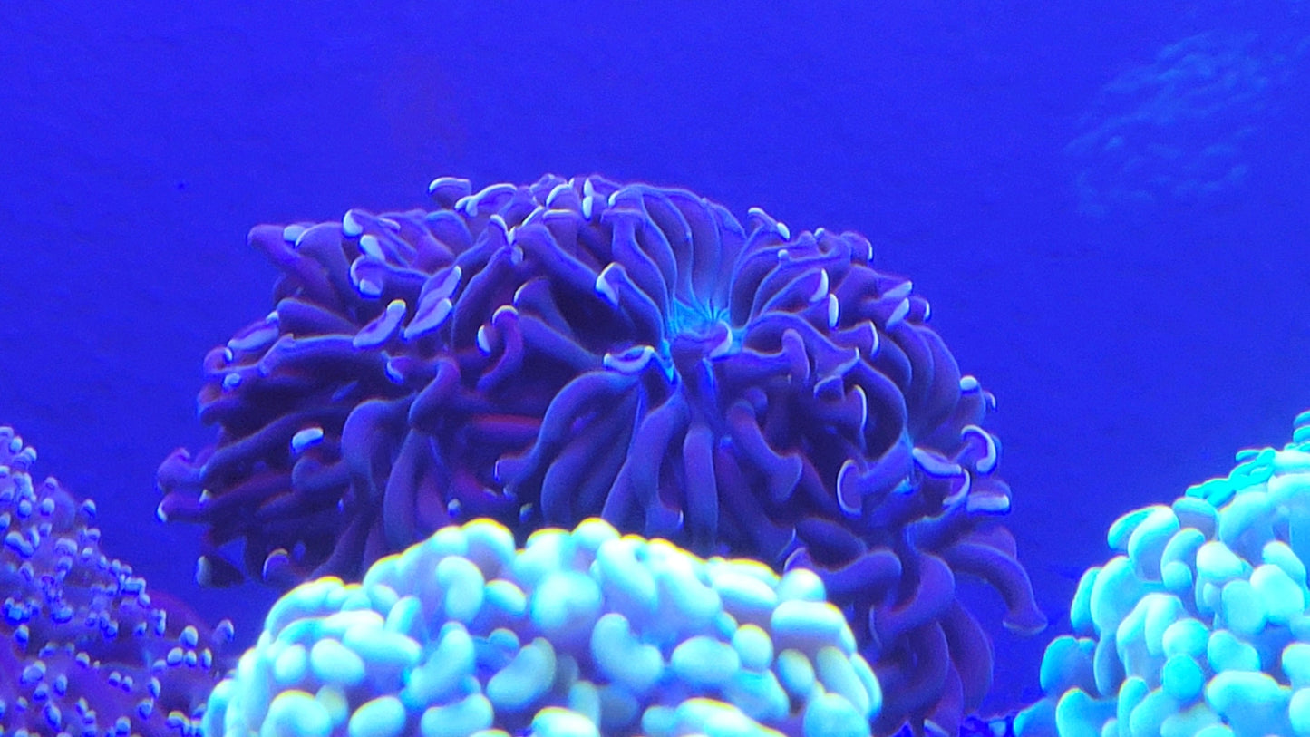 Aquaculture Purple Hammer